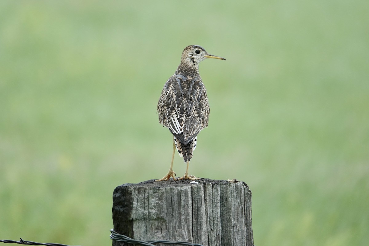 Upland Sandpiper - ML620660086