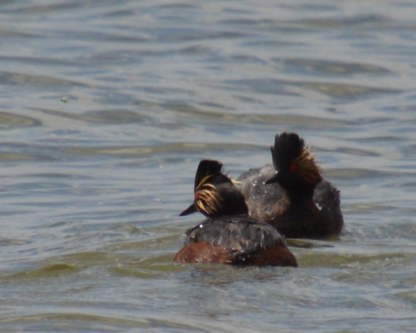 Eared Grebe - ML620660087