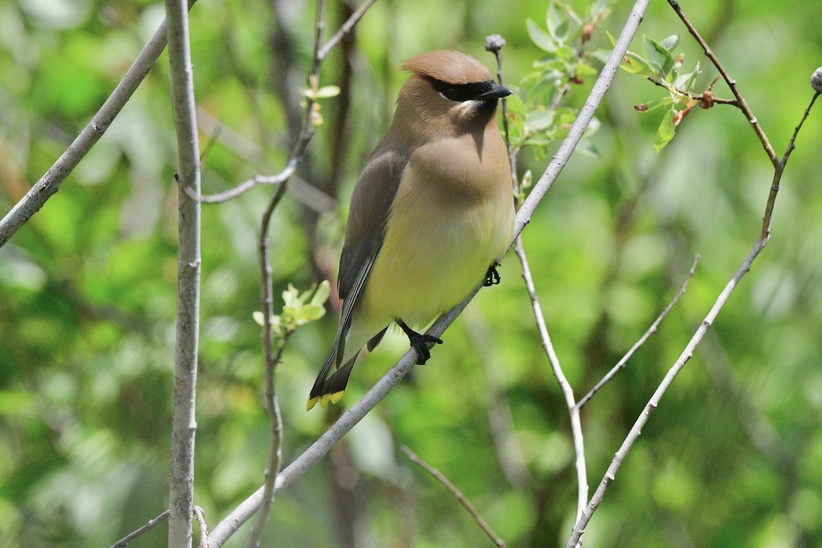 Cedar Waxwing - ML620660089