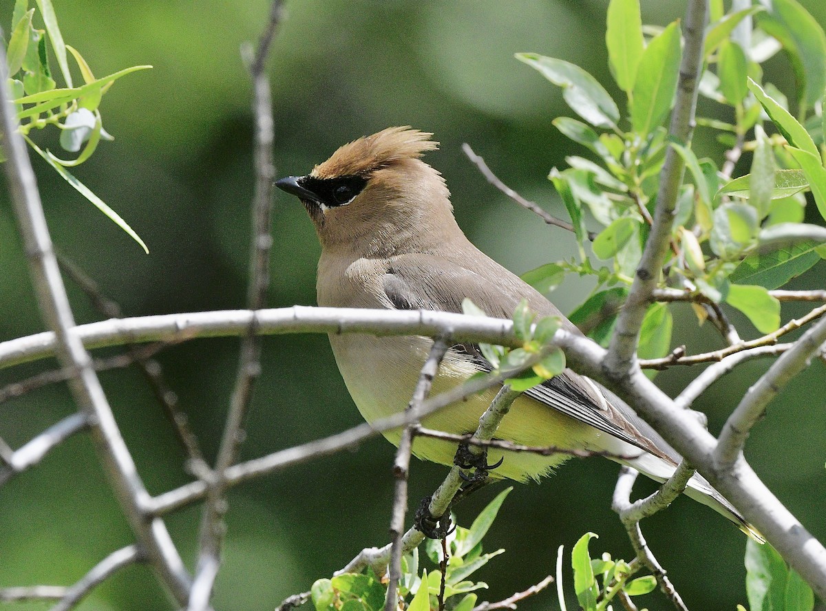 Cedar Waxwing - ML620660090