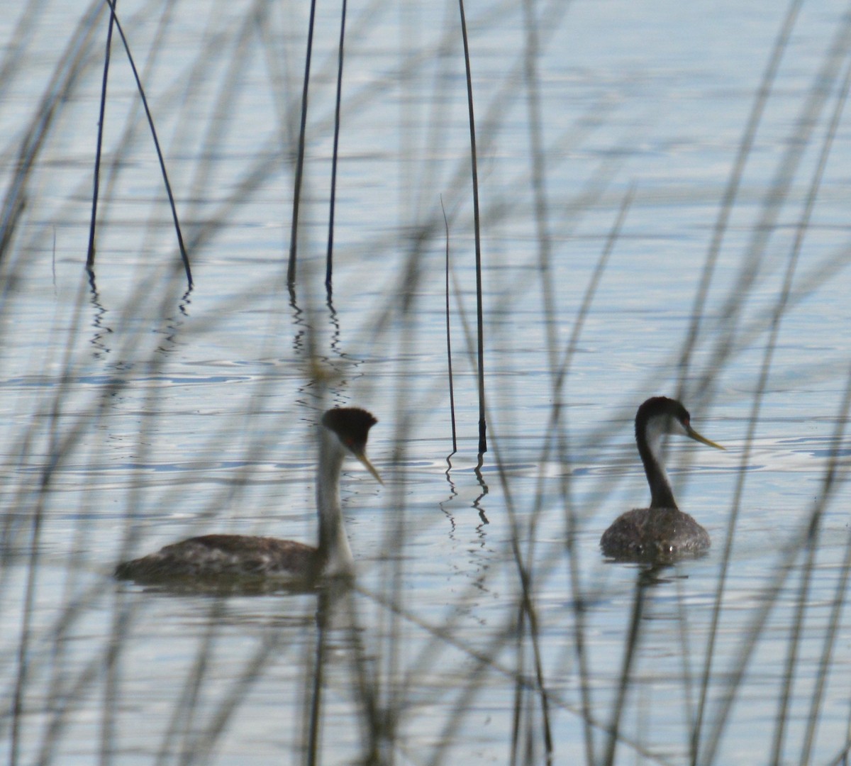 Western Grebe - ML620660101