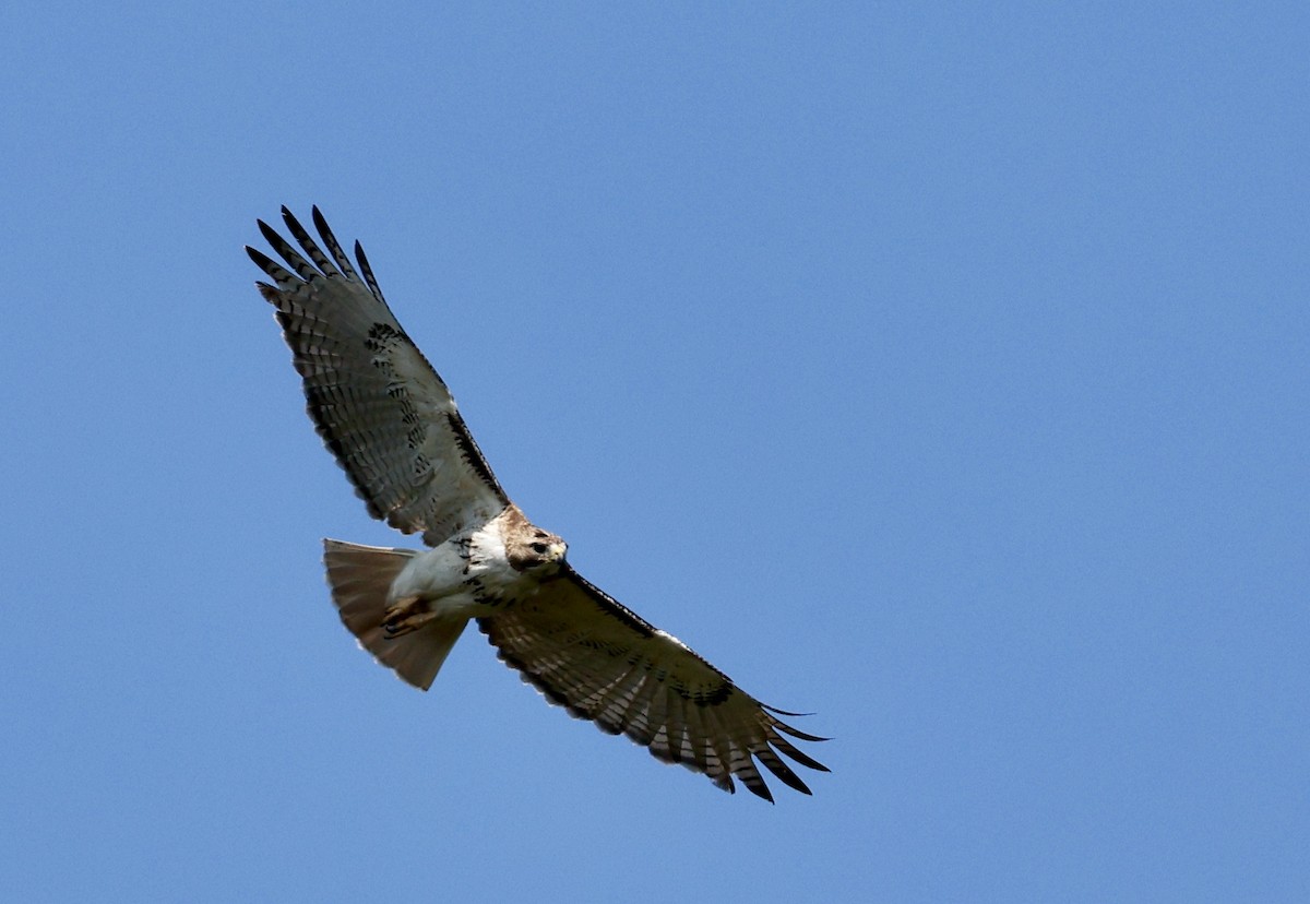 Red-tailed Hawk - ML620660103
