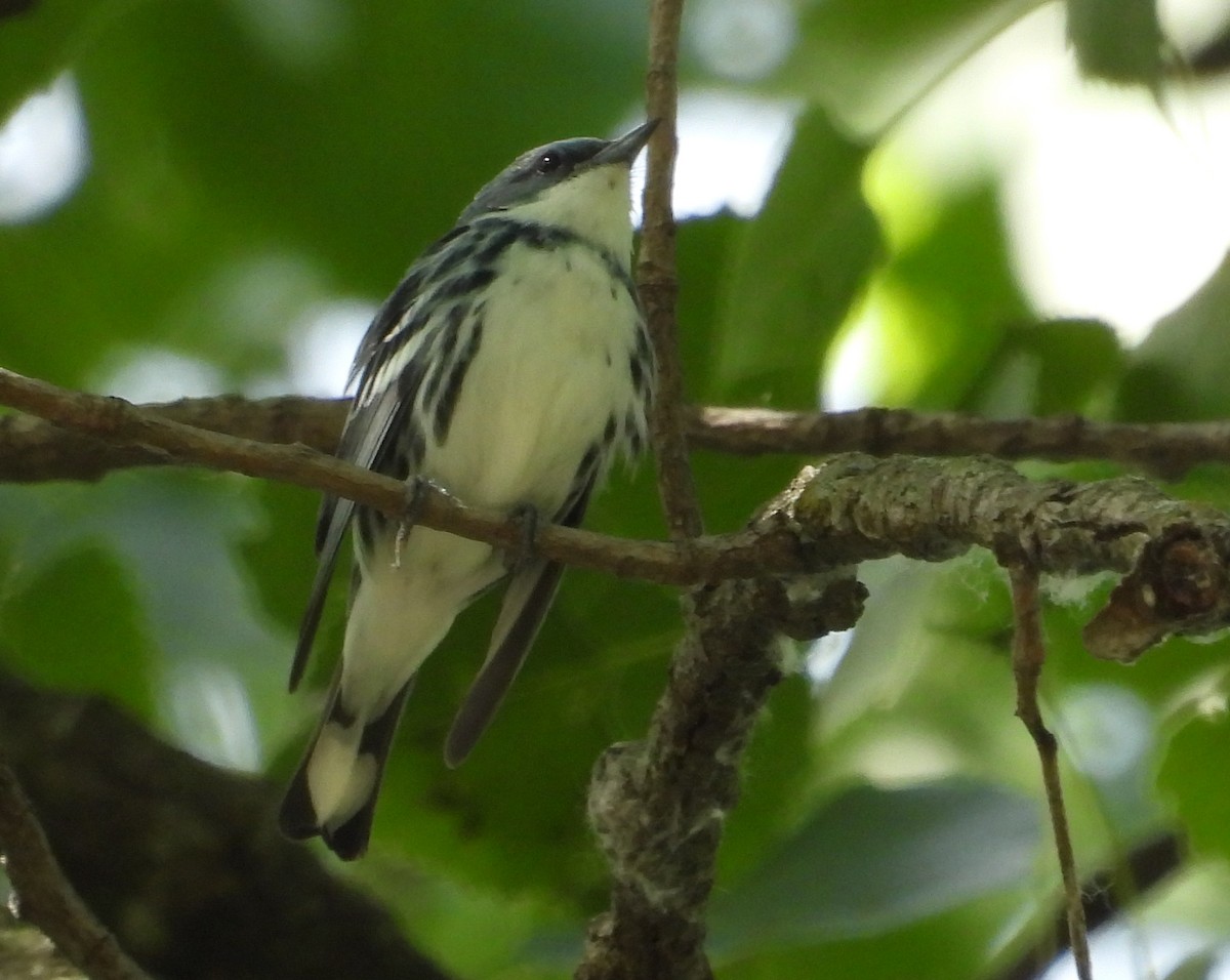 Cerulean Warbler - ML620660105