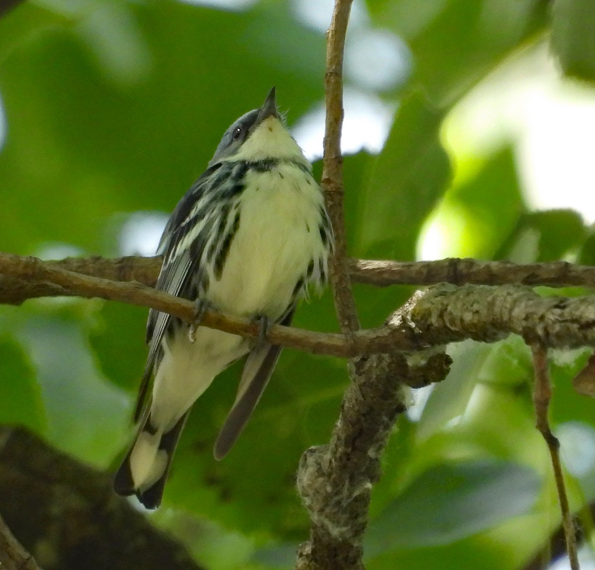 Paruline azurée - ML620660107