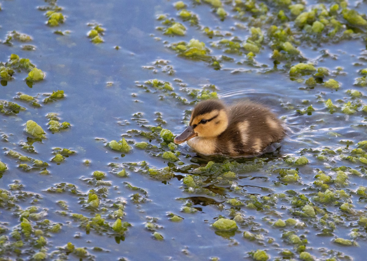 Canard colvert - ML620660119