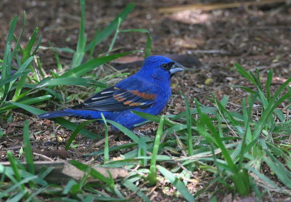 Blue Grosbeak - ML620660121