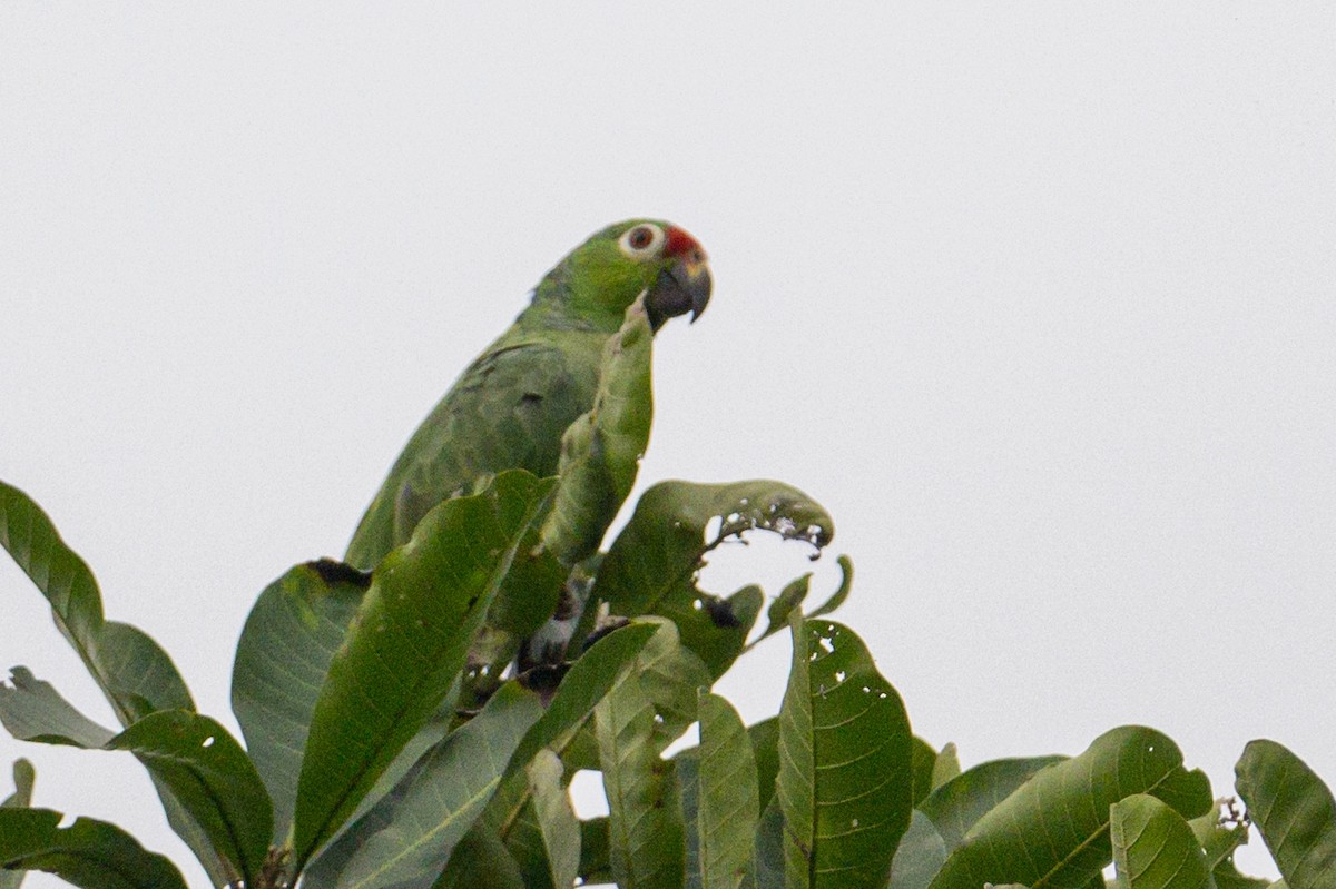 Red-lored Parrot - Christine Kozlosky