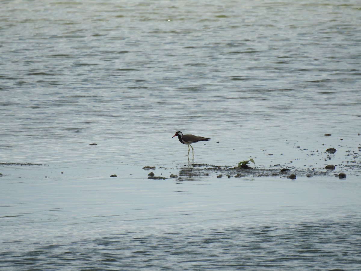 Red-wattled Lapwing - ML620660126