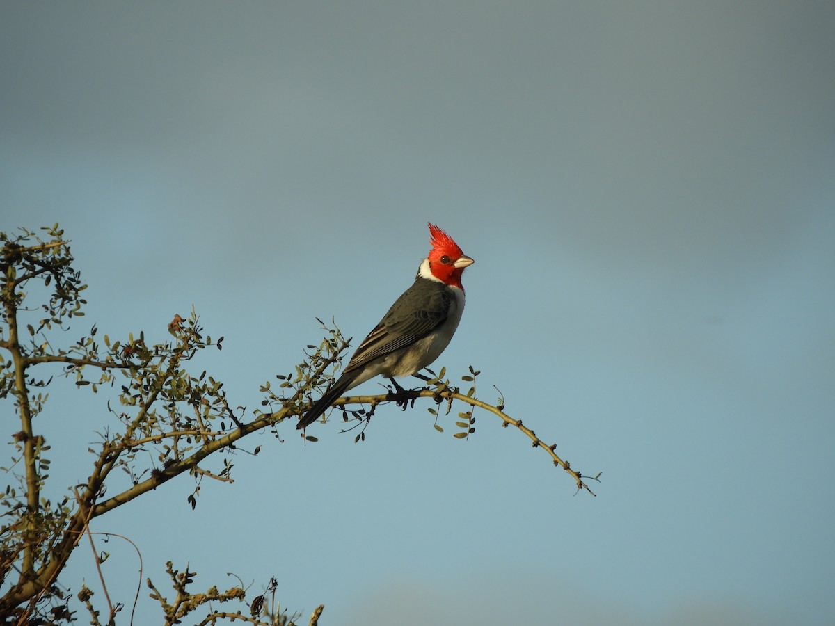 Red-crested Cardinal - Pablo Hernan Capovilla