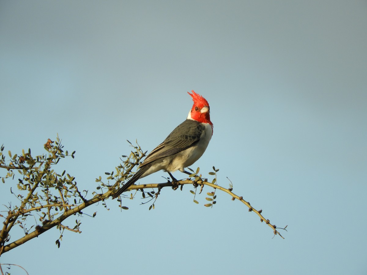 Red-crested Cardinal - Pablo Hernan Capovilla