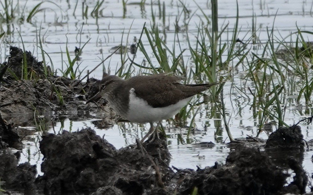 Common Sandpiper - ML620660132