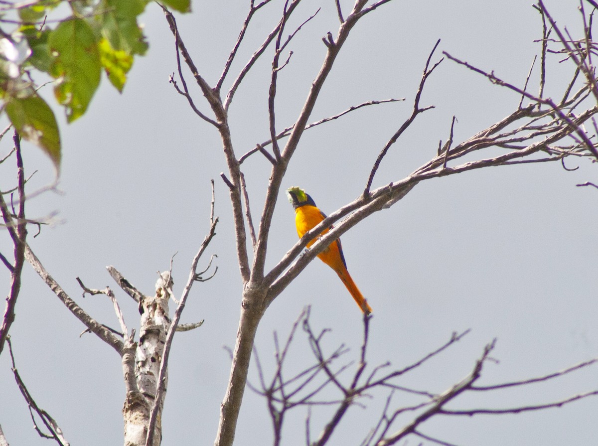 Scarlet Minivet - ML620660134