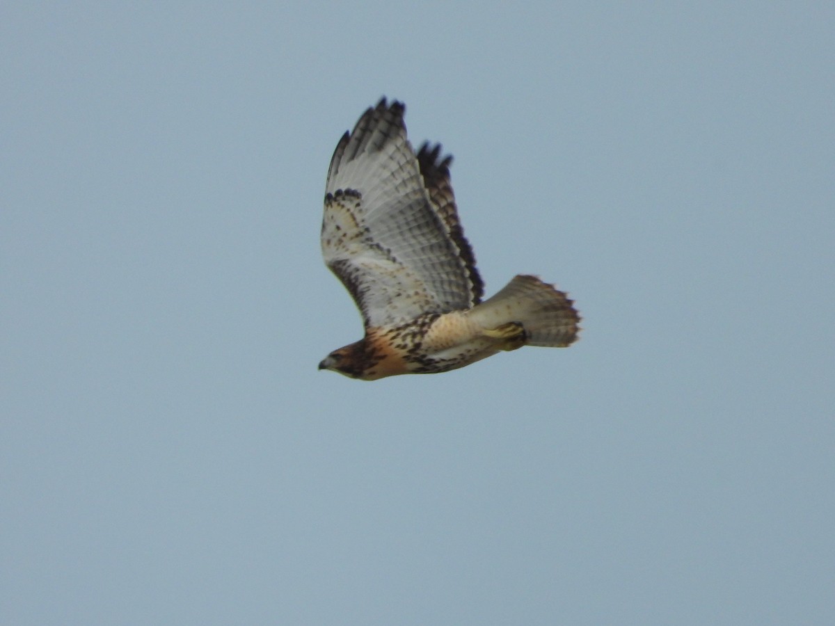 Red-tailed Hawk - ML620660139