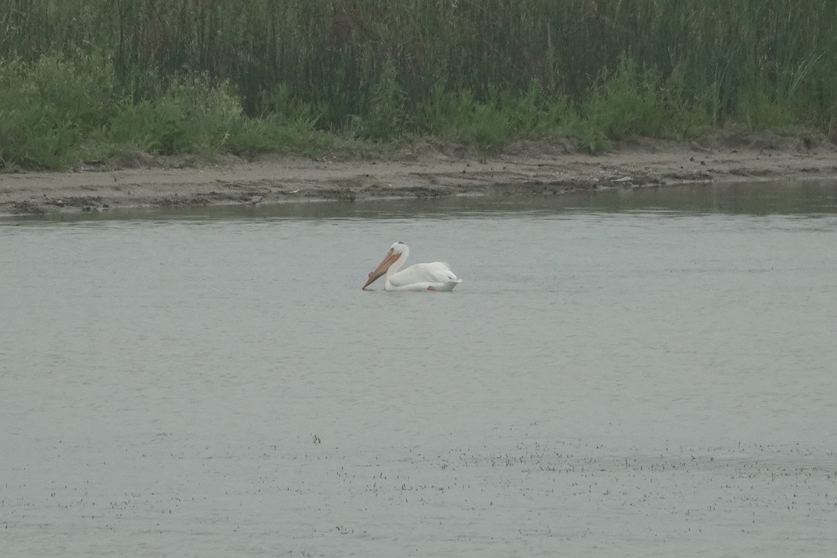 American White Pelican - ML620660140