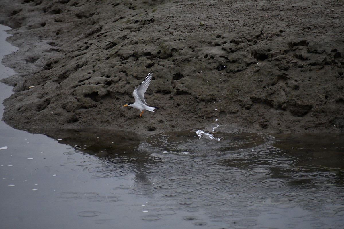 Least Tern - ML620660141