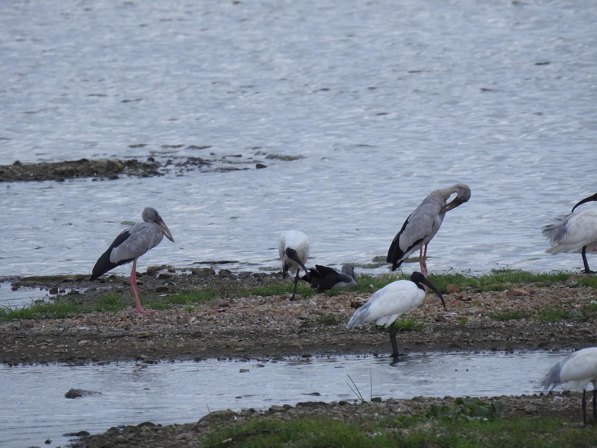 Black-headed Ibis - ML620660146