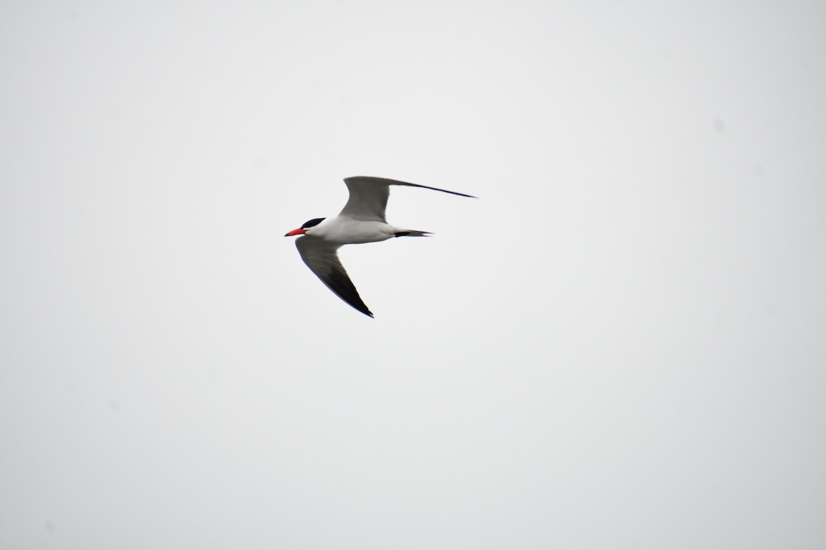 Forster's Tern - ML620660147