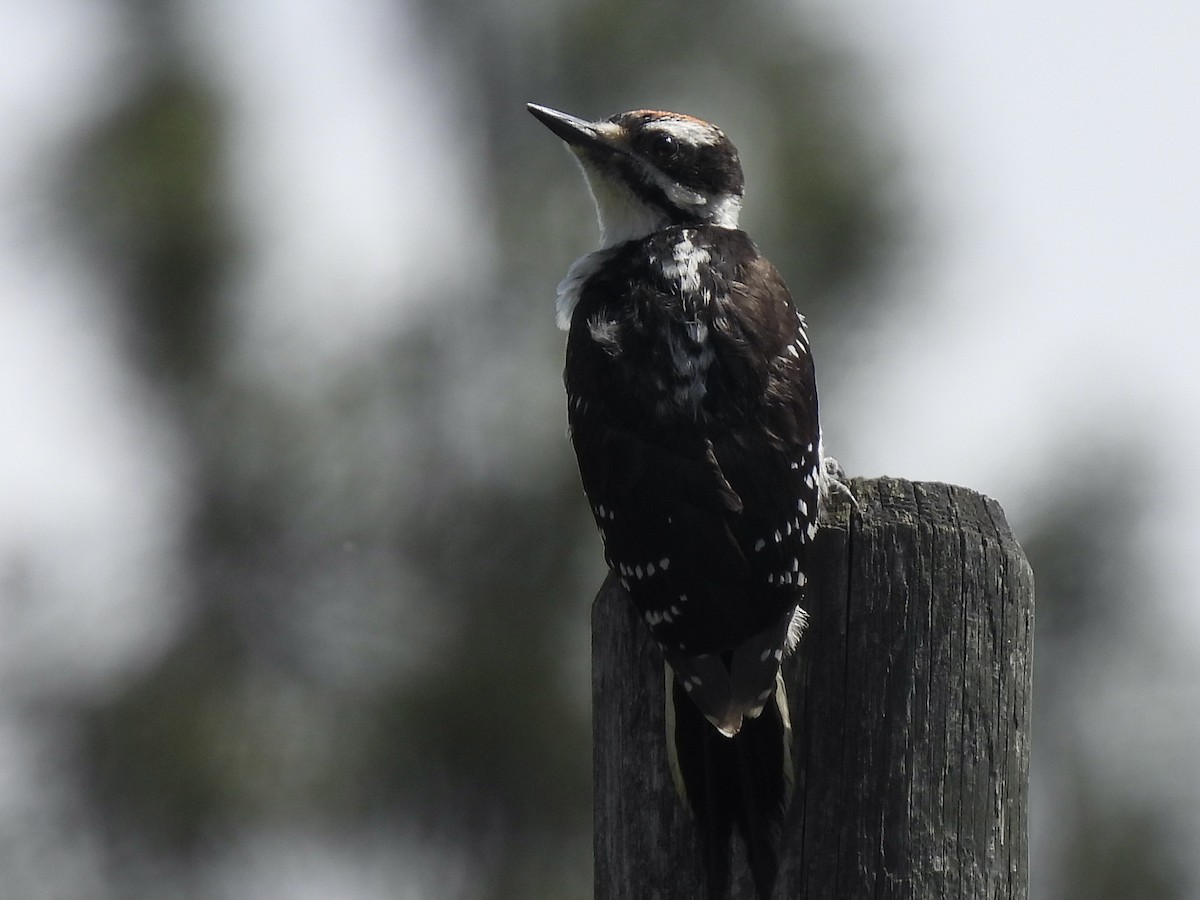 Hairy Woodpecker - ML620660149