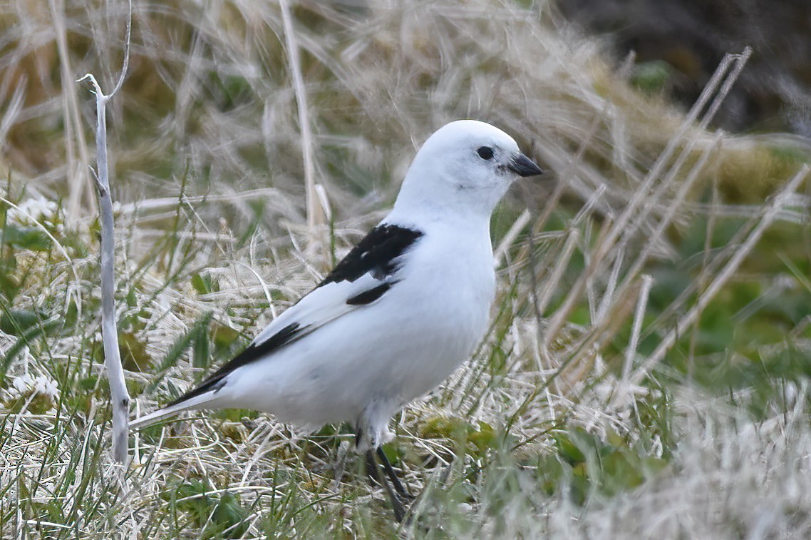 Snow Bunting - ML620660151