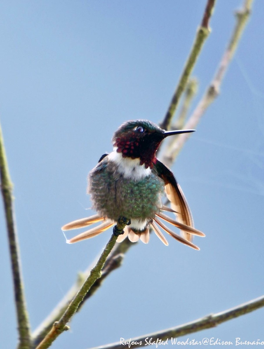 Colibrí de Jourdan - ML620660152