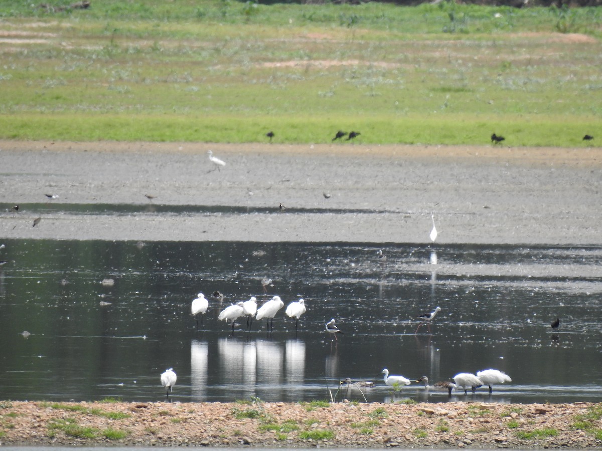 Eurasian Spoonbill - ML620660153