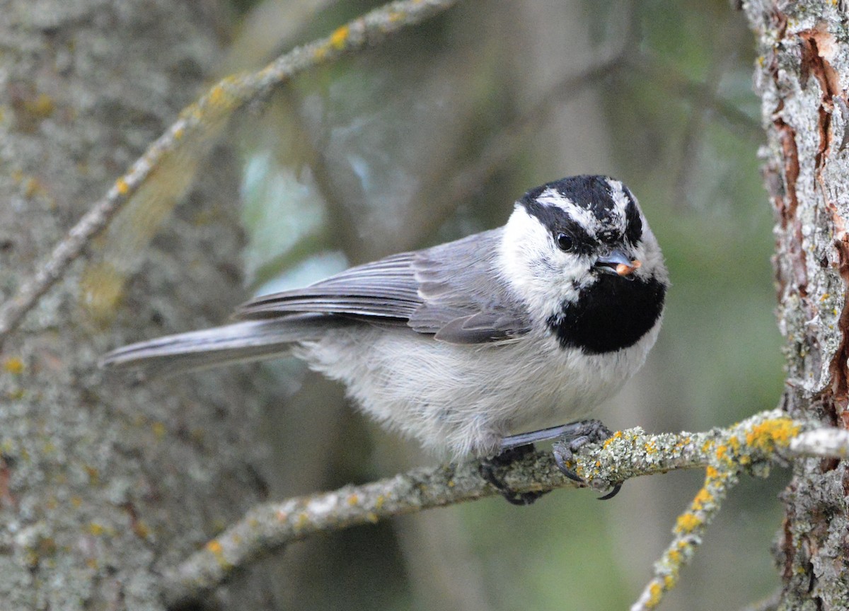 Mountain Chickadee - ML620660157