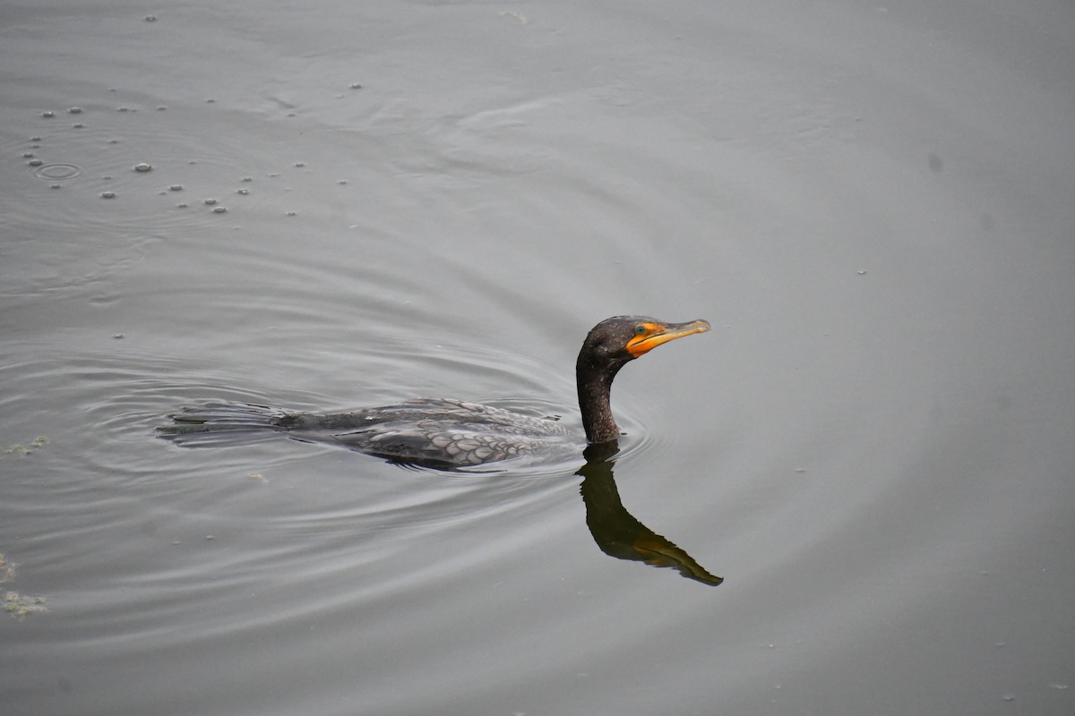 Double-crested Cormorant - Andy H