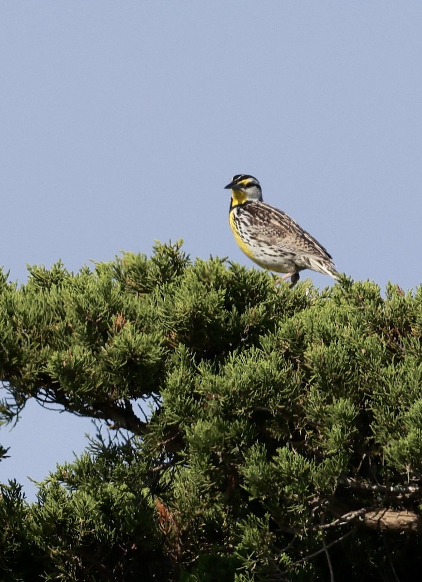 Eastern Meadowlark - ML620660164