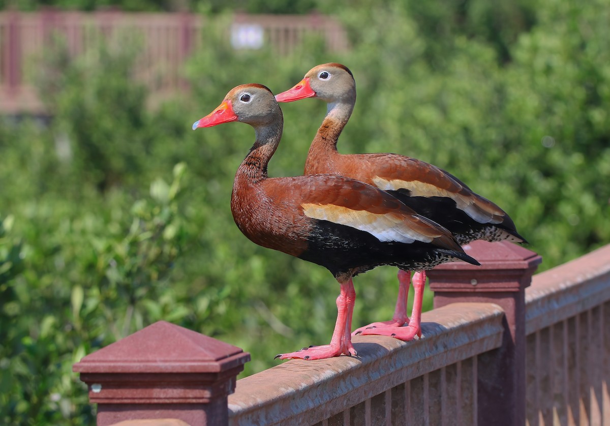 Black-bellied Whistling-Duck - ML620660167