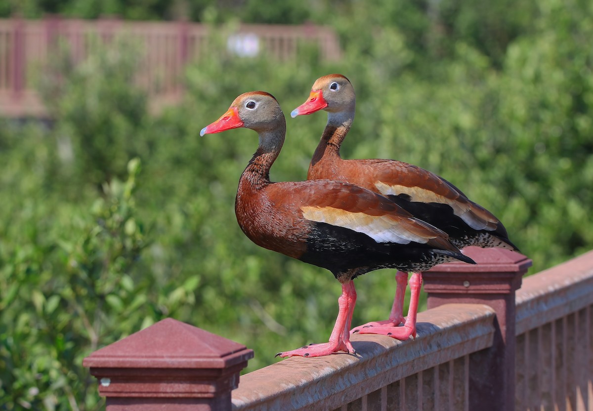 Black-bellied Whistling-Duck - ML620660168