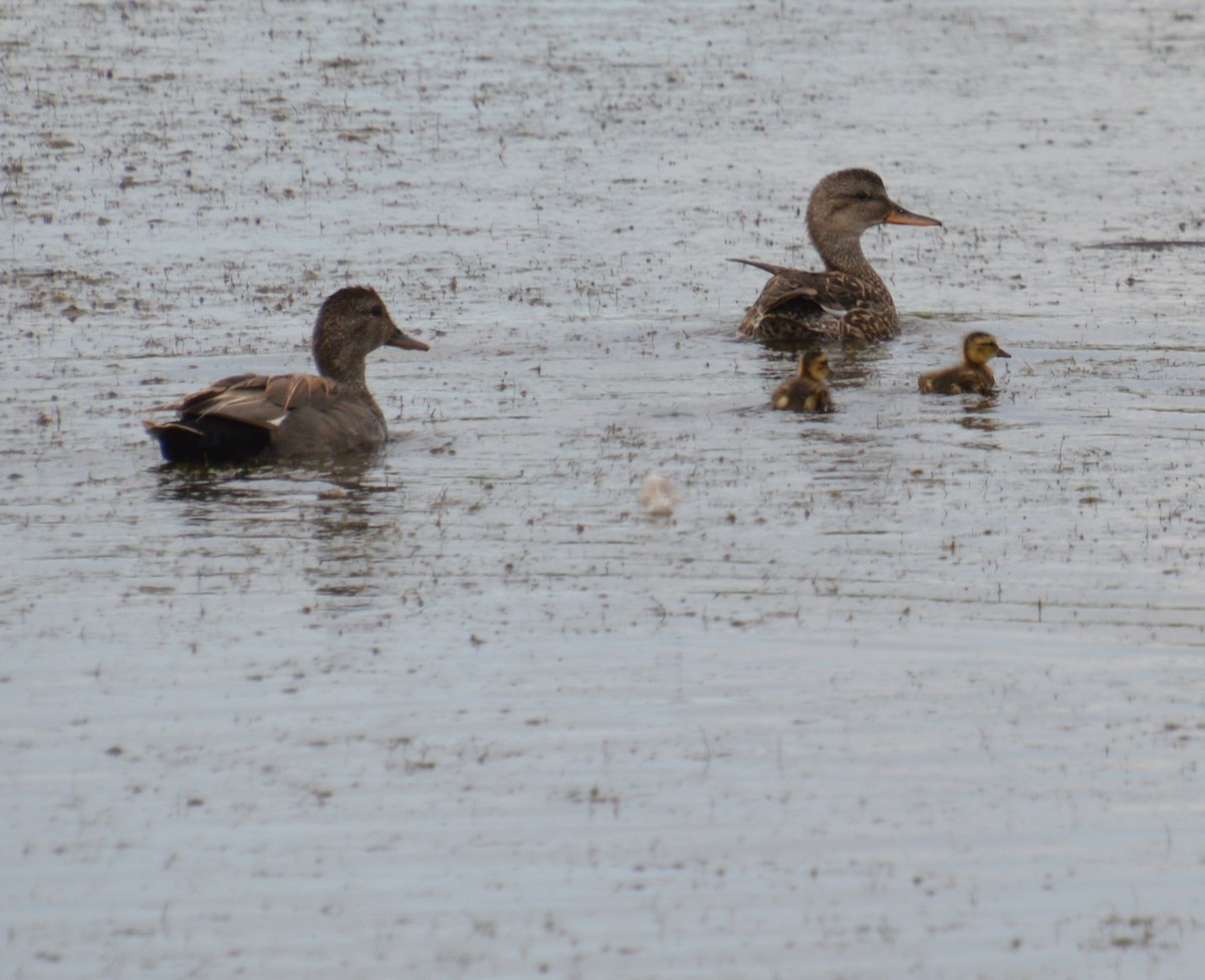 Gadwall - ML620660170