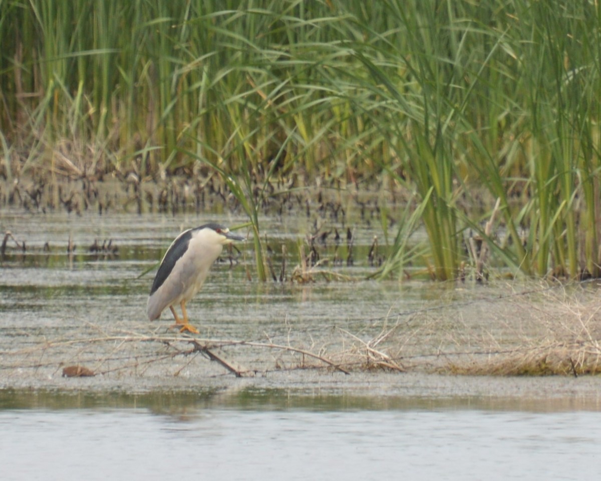 Black-crowned Night Heron - ML620660179