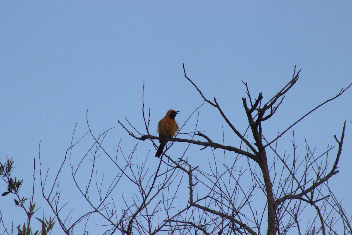 Hooded Oriole - ML620660182