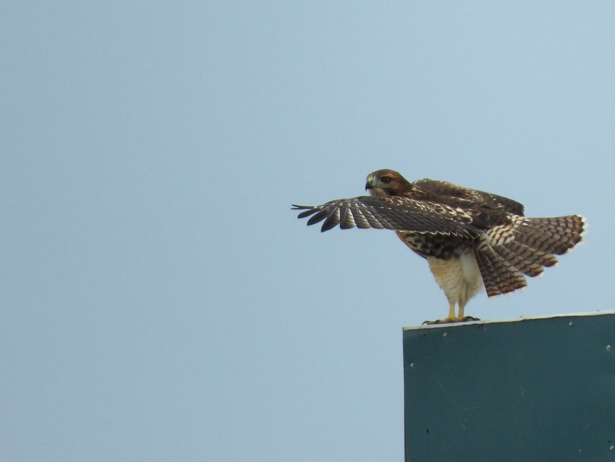Red-tailed Hawk - ML620660188