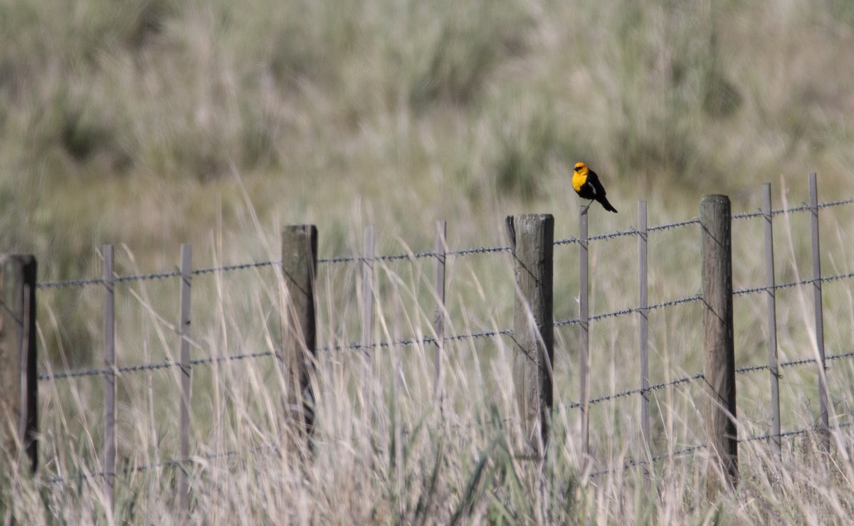 Yellow-headed Blackbird - ML620660189