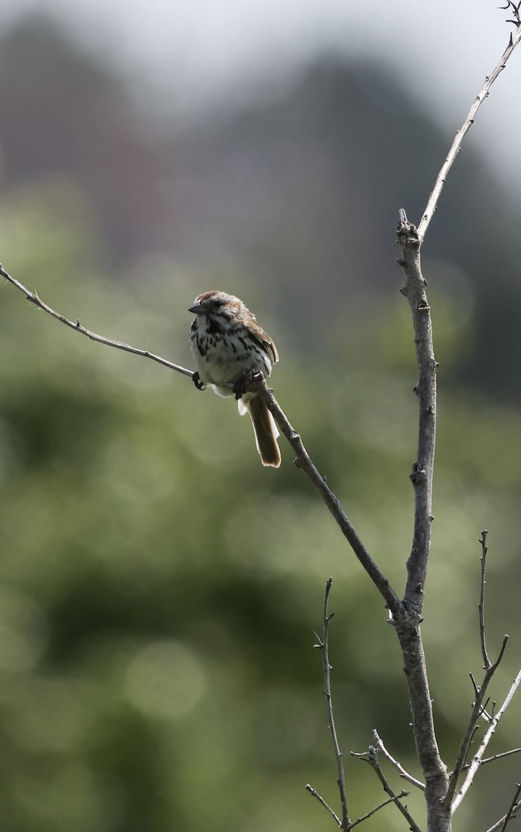 Song Sparrow - ML620660190