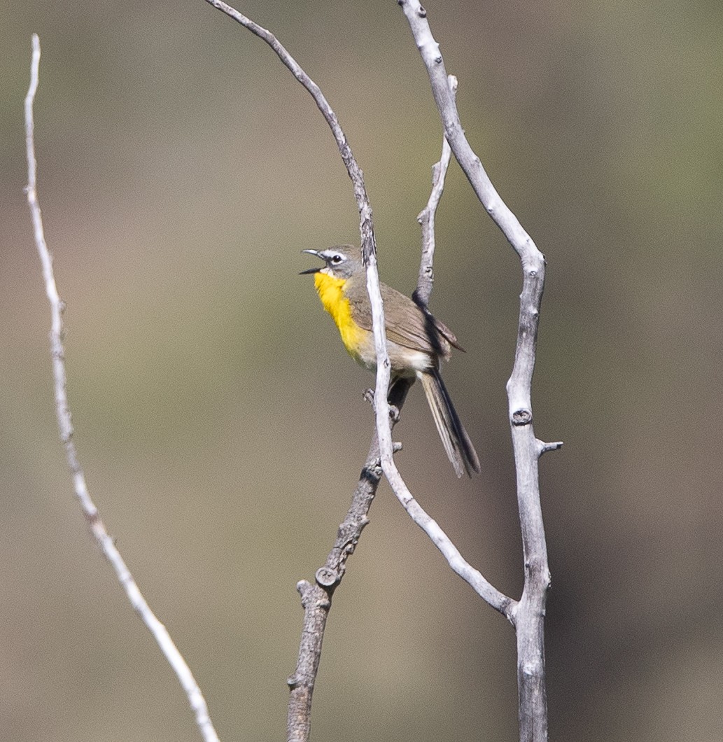 Yellow-breasted Chat - ML620660193