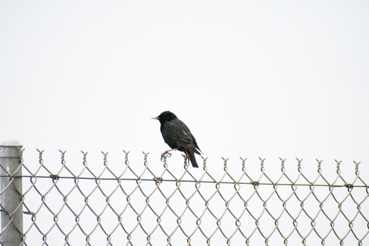 European Starling - ML620660194