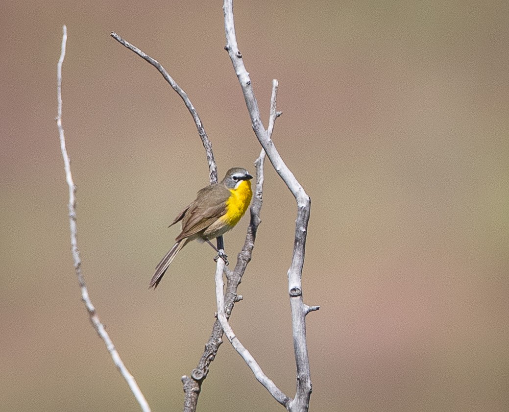 Yellow-breasted Chat - ML620660195