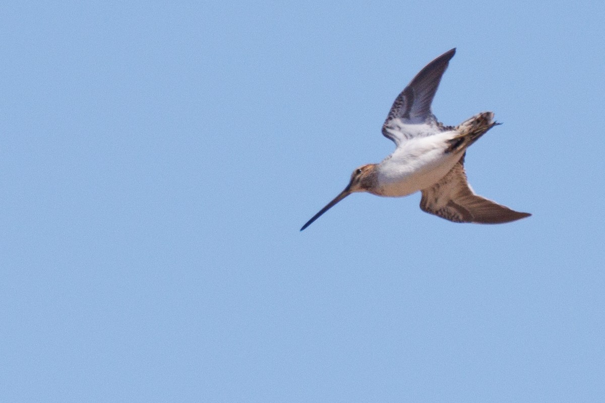 Common Snipe - ML620660197