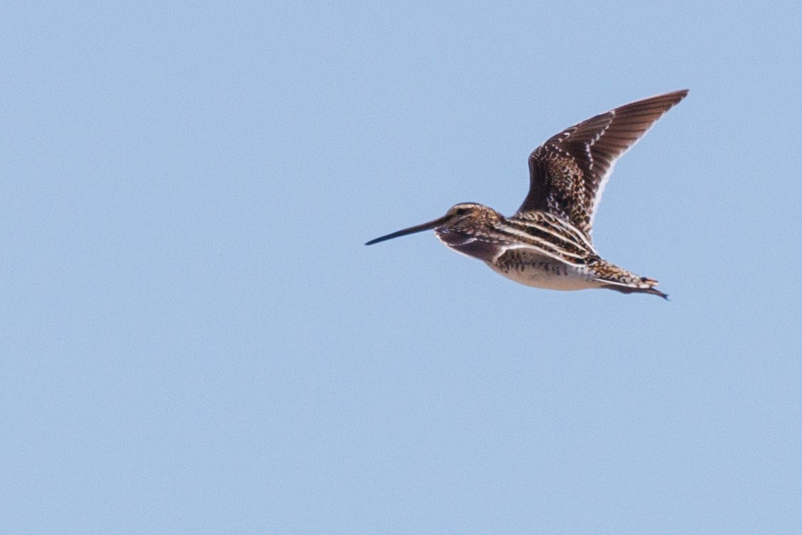 Common Snipe - ML620660198