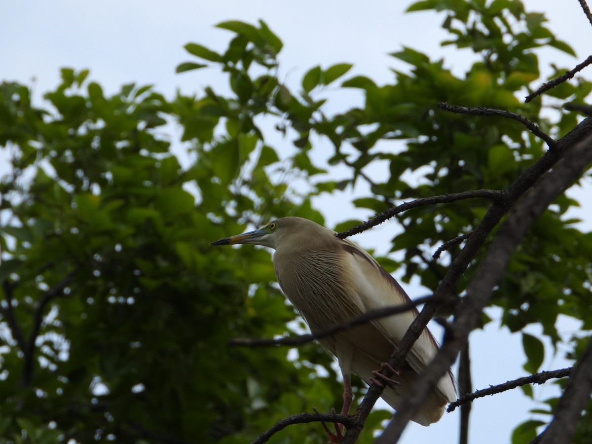 Indian Pond-Heron - ML620660203