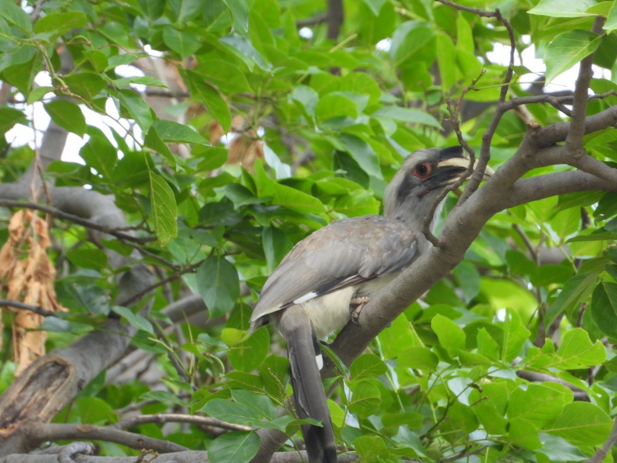 Indian Gray Hornbill - ML620660209