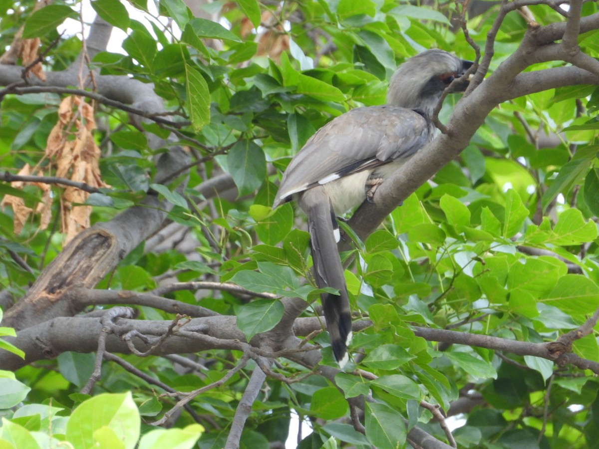 Indian Gray Hornbill - ML620660210