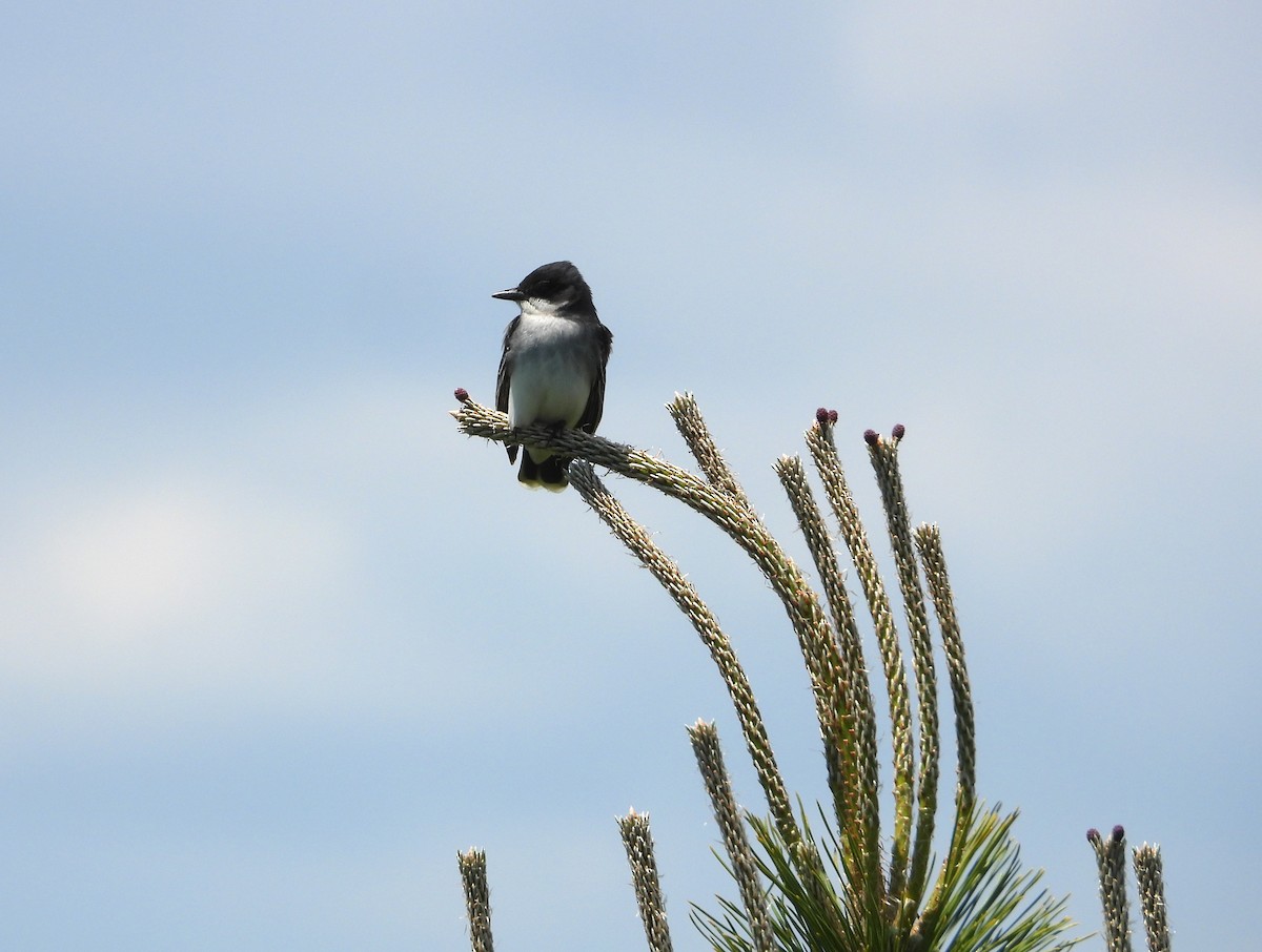 Eastern Kingbird - ML620660216