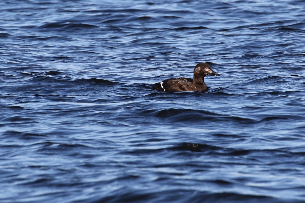 White-winged Scoter - ML620660217