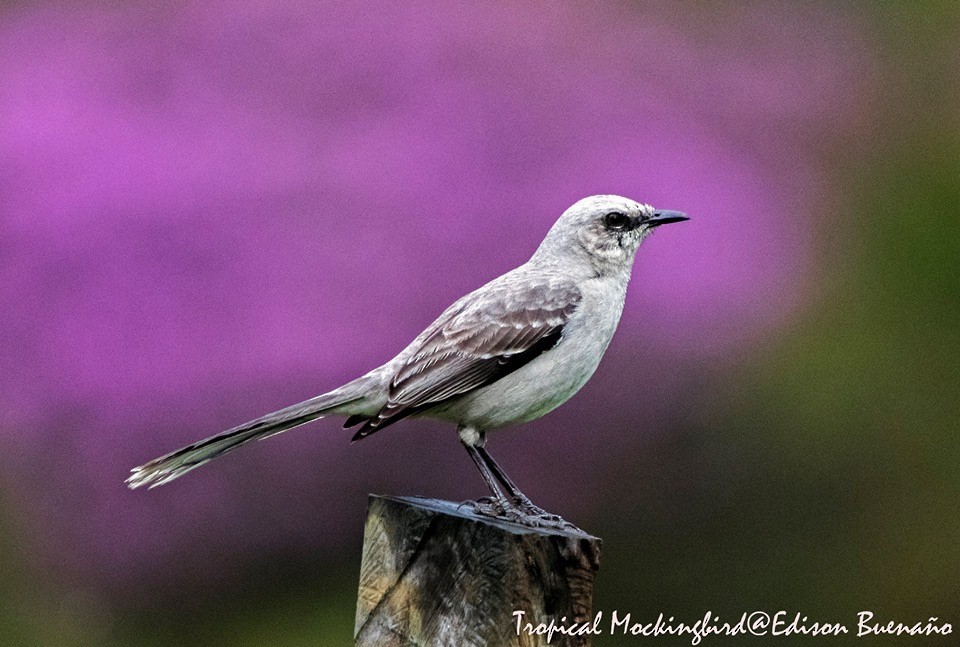 Tropical Mockingbird - ML620660218