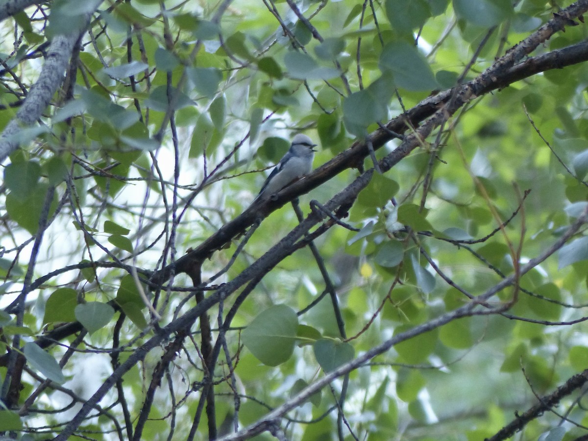 Herrerillo Azul (grupo cyanus) - ML620660224