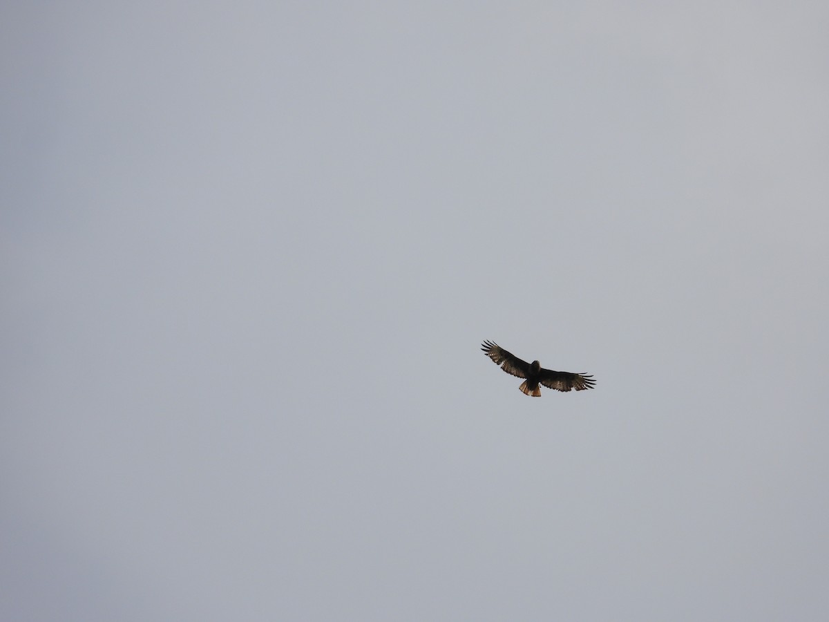 Red-tailed Hawk - ML620660226