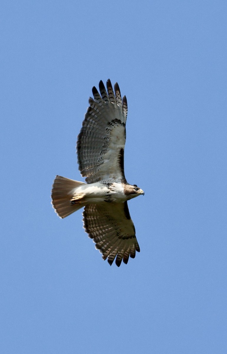 Red-tailed Hawk - ML620660230